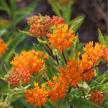 Load image into Gallery viewer, Butterfly Weed 6-Pack