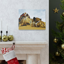 Φόρτωση εικόνας στο πρόγραμμα προβολής συλλογής, Μια καμήλα που αναπαύεται ειρηνικά