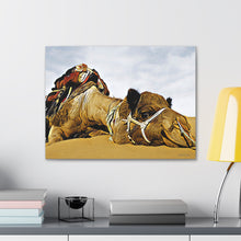 Φόρτωση εικόνας στο πρόγραμμα προβολής συλλογής, Μια καμήλα που αναπαύεται ειρηνικά