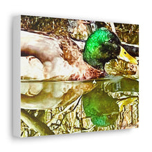 Load image into Gallery viewer, Mirrored Mallard Canvas Gallery Wraps