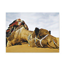 Φόρτωση εικόνας στο πρόγραμμα προβολής συλλογής, Μια καμήλα που αναπαύεται ειρηνικά