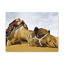 Φόρτωση εικόνας στο πρόγραμμα προβολής συλλογής, Μια καμήλα που αναπαύεται ειρηνικά