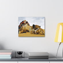 Φόρτωση εικόνας στο πρόγραμμα προβολής συλλογής, Μια καμήλα που αναπαύεται ειρηνικά