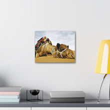 Φόρτωση εικόνας στο πρόγραμμα προβολής συλλογής, Μια καμήλα που αναπαύεται ειρηνικά