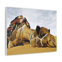 Φόρτωση εικόνας στο πρόγραμμα προβολής συλλογής, Μια καμήλα που αναπαύεται ειρηνικά