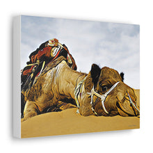 Φόρτωση εικόνας στο πρόγραμμα προβολής συλλογής, Μια καμήλα που αναπαύεται ειρηνικά