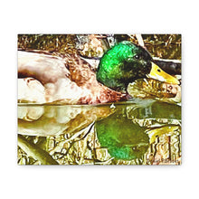 Load image into Gallery viewer, Mirrored Mallard Canvas Gallery Wraps