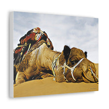 Φόρτωση εικόνας στο πρόγραμμα προβολής συλλογής, Μια καμήλα που αναπαύεται ειρηνικά