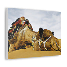 Φόρτωση εικόνας στο πρόγραμμα προβολής συλλογής, Μια καμήλα που αναπαύεται ειρηνικά