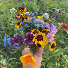 Load image into Gallery viewer, Bee Nectary Mix 6-pack
