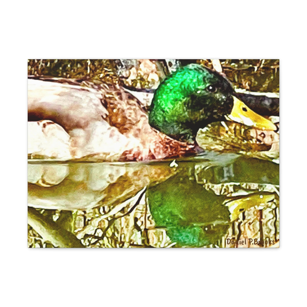 Mirrored Mallard Canvas Gallery Wraps